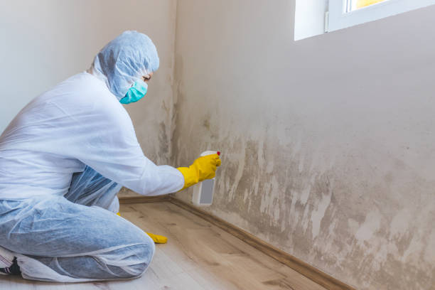 Licensed Attic Mold Remediation service in Springfield, NJ - Car Mold Remediation