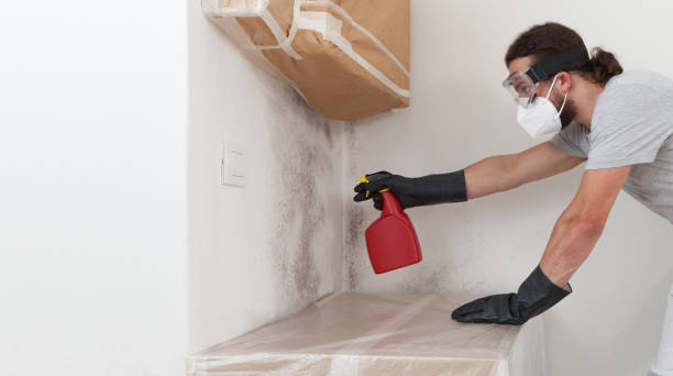 Professional Attic Mold Remediation technician working in Springfield, NJ