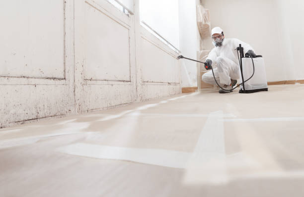 24/7 Emergency Attic Mold Remediation experts in Springfield, NJ