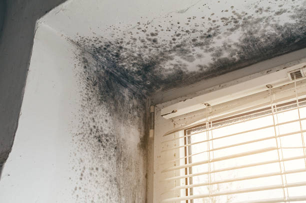 Affordable Attic Mold Remediation solutions in Springfield, NJ