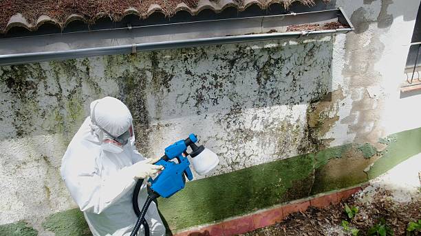 Top rated local Attic Mold Remediation specialists in Springfield, NJ
